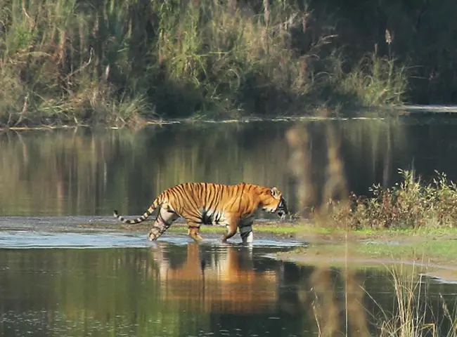 Bardiya National Park Jungle Safari