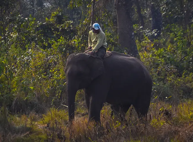 Chitwan National Park Jungle Safari