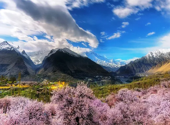 Apricot Blossom Season Tour