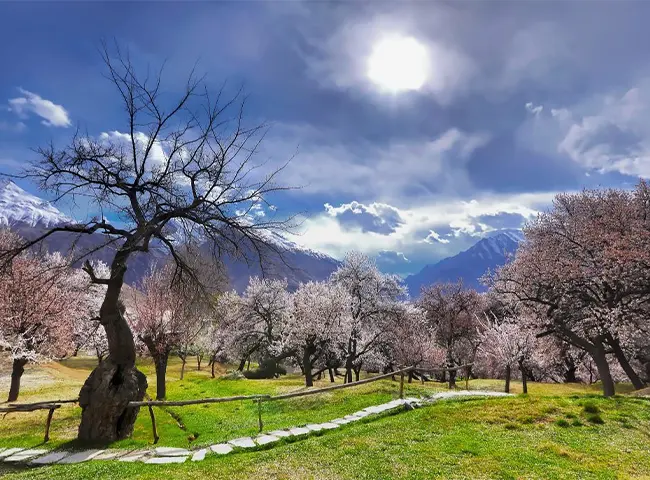 Apricot Blossom Season Tour