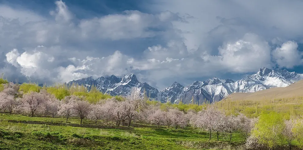 Apricot Blossom Season Tour