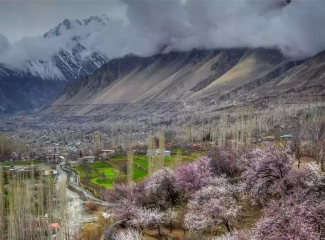 Apricot Blossom Season Tour